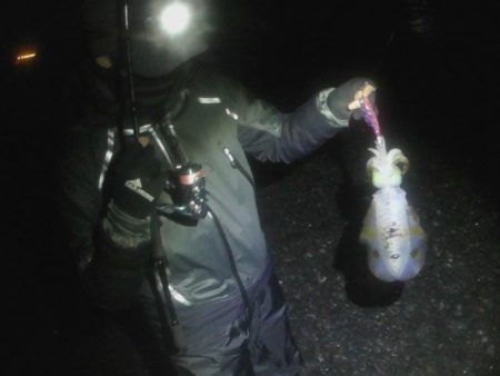 アオリイカエギング